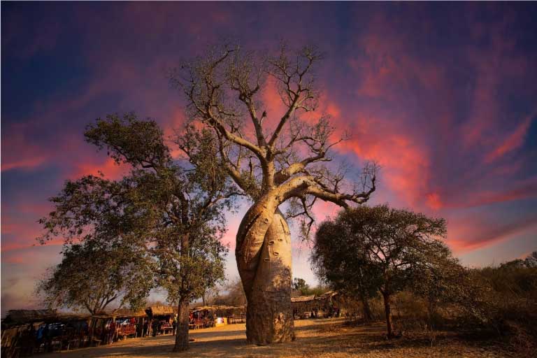 Le baobab amoureux