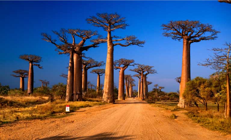 Allée des baobabs